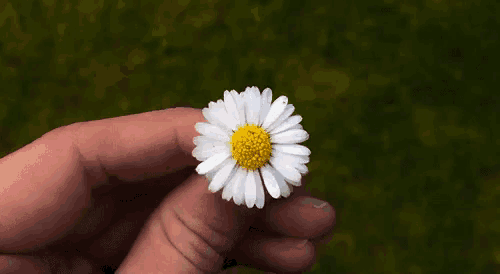 daisy