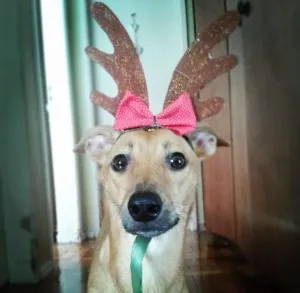 pipi